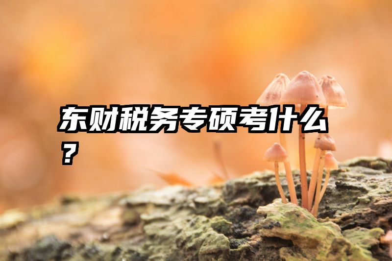 东财税务专硕考什么？